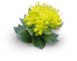 rhodiola